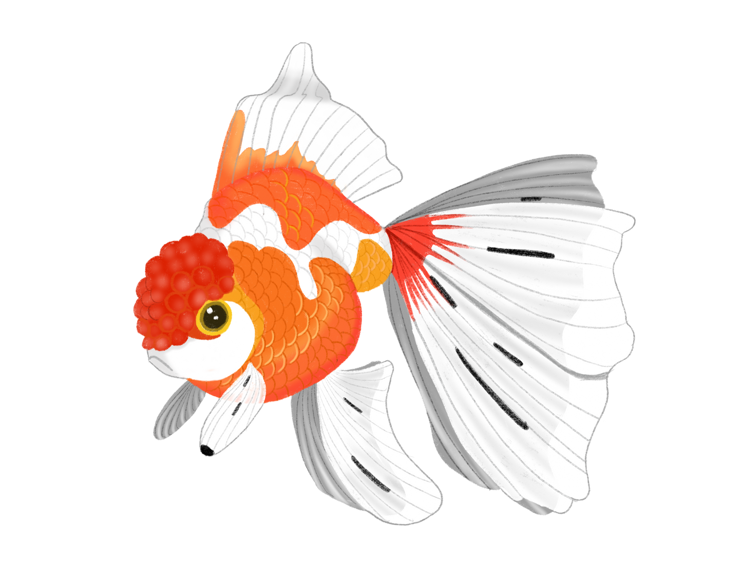 FANCY GOLDFISH - ART BY TAMMY LEE