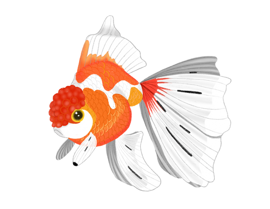 FANCY GOLDFISH - ART BY TAMMY LEE