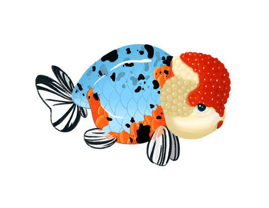 RANCHU GOLDFISH - ART BY TAMMY LEE